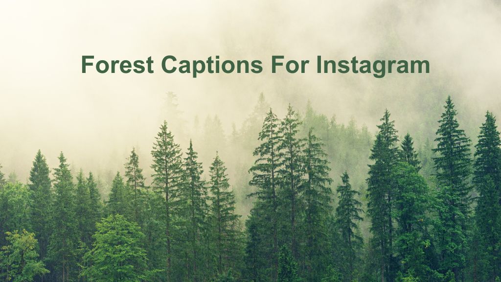 In this image there are many green trees and has text "Forest Captions For Instagram"